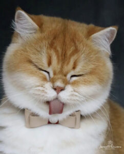 Picturesforyou kattenfotografie (8)