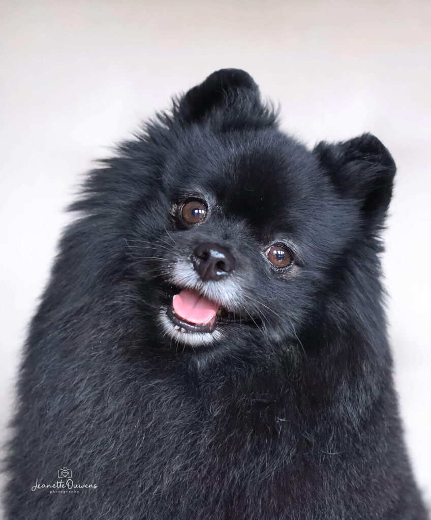 Indoor hondenfotografie